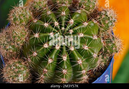 Close up of a cactus Echinopsis calochlora growing in a pot. Stock Photo