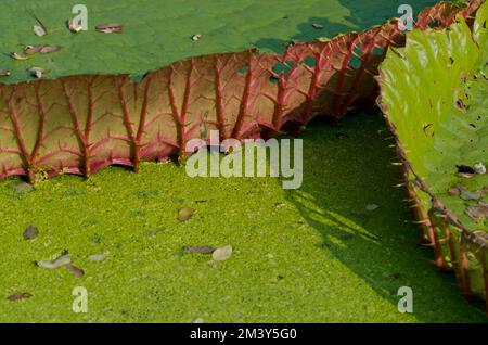 Platelike big green leaves swimming on a little lake in Kolkata Botanical Garden.  Kolkata ,  India Stock Photo