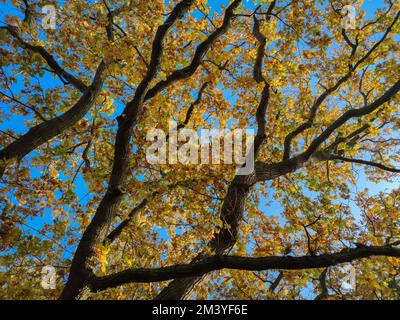 Image straight up from the branches of trees with colorful autumn leaves against a blue sky Stock Photo