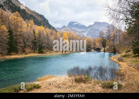 Beautiful view of golden larch trees along Lake Palpuogna in the Swiss Alps in October Stock Photo