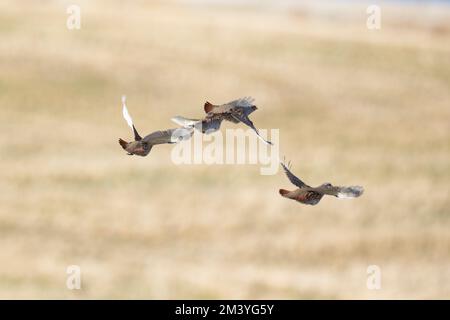 Hungarian Partridge in flight over the North Dakota Prairie Stock Photo