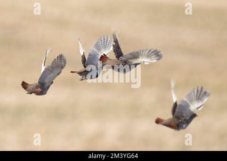 Hungarian Partridge in flight over the North Dakota Prairie Stock Photo