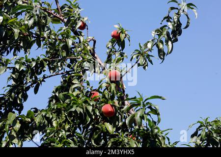 Fruit ripening on a tree - peaches against blue sky, Lesbos. Taken September/ October 2022 Stock Photo