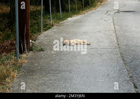 Lazy ginger cat in the road, Lesbos. Taken September/ October 2022 Stock Photo