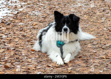 Farnham Common, Buckinghamshire, UK. 17th December, 2022. A beautiful rescue dog from Romania waits patiently for his owner. Credit: Maureen McLean/Alamy Live News Stock Photo