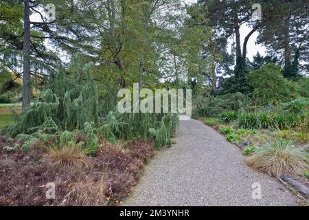 Juniper (Juniperus communis Horstmann), Berggarten Hannover, Lower Saxony, Germany Stock Photo