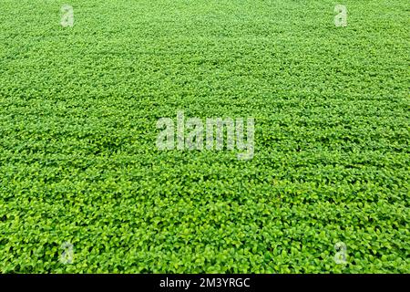 Giant soy fields, Sinop, Mato Grosso, Brazil Stock Photo