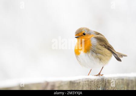 European robin (Erithacus rubecula) standing on snow-covered wooden fence, Hesse, Germany, Europe Stock Photo