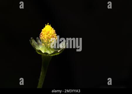 A closeup shot of a greater spearwort (Ranunculus lingua) against the black background Stock Photo