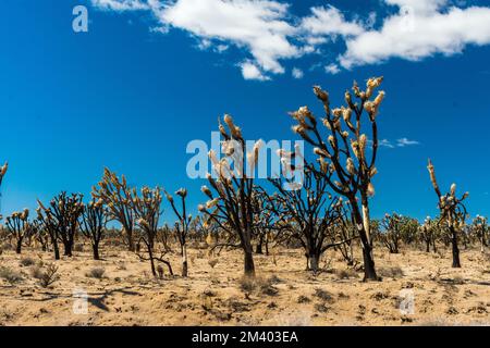 Burned Joshua Trees after wildfires in Mojave National Preserve, California Stock Photo