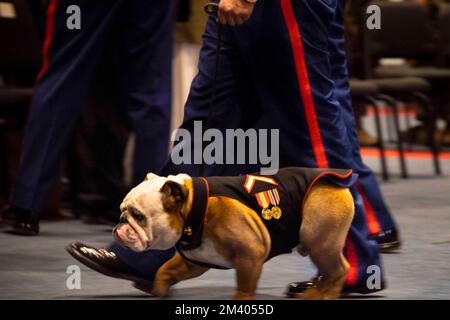 Washington, DC, USA. 13th Dec, 2022. Pfc. Chesty XVI, mascot of the Marine Corps walks back to his seat during a promotion ceremony at Marine Barracks Washington, Decemberember 13th, 2022. Chesty XVI, was promoted to the rank of Private First Class by the Honorable Carlos Del Toro, Secretary of the Navy. (Credit Image: © Pranav Ramakrishna/U.S. Marines/ZUMA Press Wire Service) Stock Photo