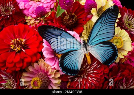 Large Blue Butterfly On Zinnias Stock Photo