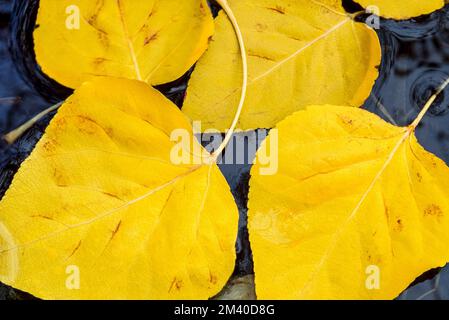 autumn poplar leaves floating on water near seeley lake, montana Stock Photo