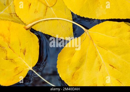 autumn poplar leaves floating on water near seeley lake, montana Stock Photo