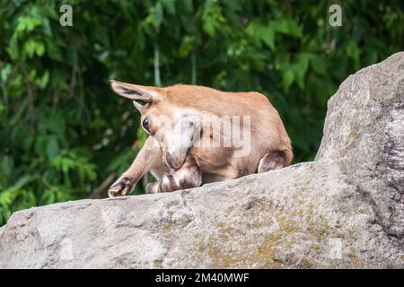 Markhor goatlings jump on the rocks. Markhor, Capra falconeri, wild goat native to Central Asia, Karakoram and the Himalayas Stock Photo