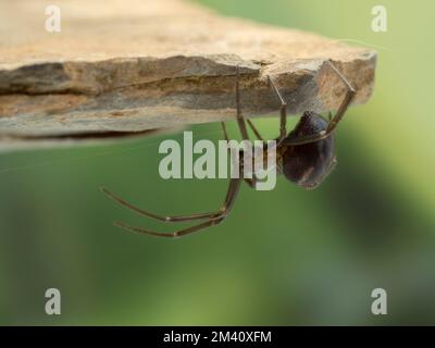 a long-legged female false widow spider (Steatoda grossa) lurking under a ledge of rock Stock Photo