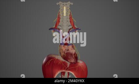 Anatomy. Carotid Plexus, Sympathetic Nervous System & Abdomen Nerves ...