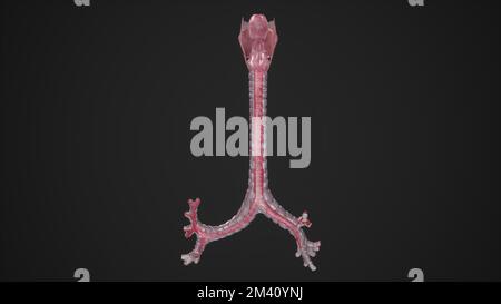 Anatomical Illustration of Trachea Posterior View Stock Photo