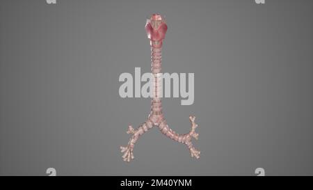 Anatomical Illustration of Trachea Stock Photo