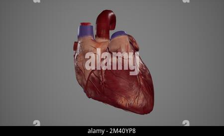 Coronary Artery Stock Photo