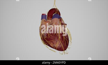 Innervation of Heart Stock Photo