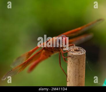 A male flame skimmer dragonfly takes a smile break on a bamboo garden stake. Stock Photo