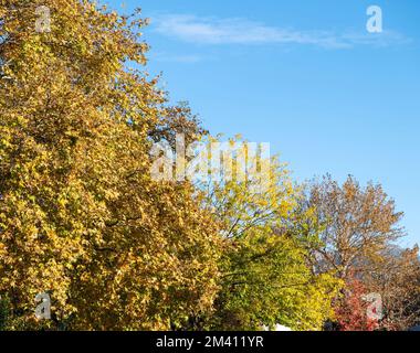 Plane leaf, maple deciduous tree with fresh and dry falling foliage, autumn flora background. Sunny day, blue sky Stock Photo
