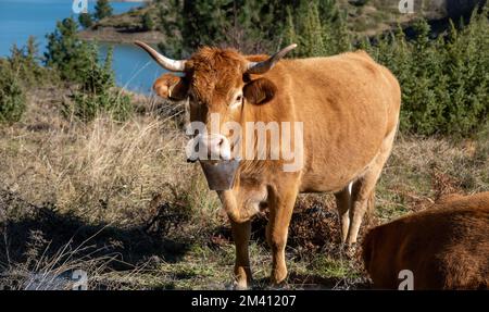 Cow looking at camera, close up view. Brown color horned cattle with a bell around the neck, lake background. Livestock in Greece Stock Photo