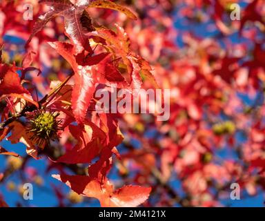 Autumn leaves, Fall season flora background. Red maple leaf close up view. Amur maple deciduous tree dry falling foliage Stock Photo
