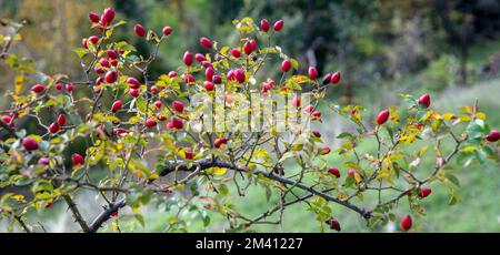 Wild rose hips in Autumn close up view. Dog rose fruits, Rosa canina rosehips, small red berries, blur nature background Stock Photo