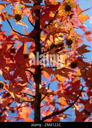 Autumn leaves, Fall season flora background. Red maple leaf close up view. Amur maple deciduous tree dry falling foliage Stock Photo