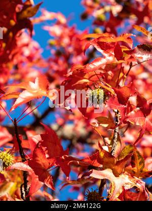 Autumn leaves, Fall season flora background. Red maple leaf close up view. Amur maple deciduous tree dry falling foliage Stock Photo