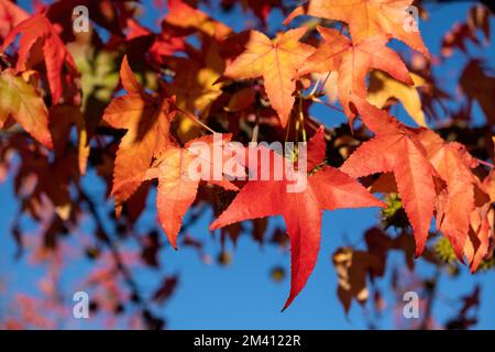 Autumn leaves, Fall season flora background. Red maple leaf close up view. Amur maple deciduous tree dry falling foliage Stock Photo