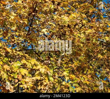 Plane leaf, maple deciduous tree with fresh and dry falling foliage, autumn flora background. Sunny day, blue sky Stock Photo