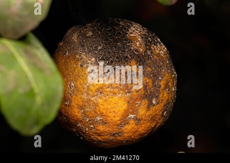 Black Sooty Mold of the Genus Capnodium on a Rangpur Fruit Tree of the genus Citrus Stock Photo