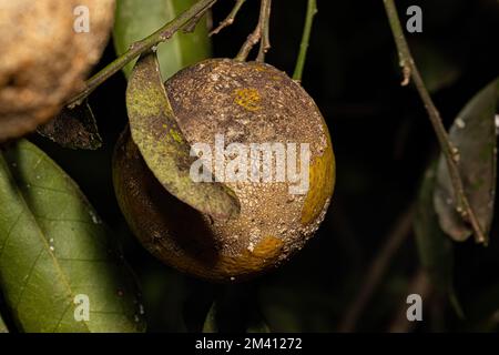 Black Sooty Mold of the Genus Capnodium on a Rangpur Fruit Tree of the ...