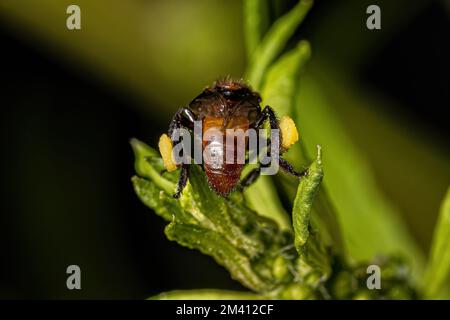 Adult Female Stingless Bee of the Genus Oxytrigona Stock Photo