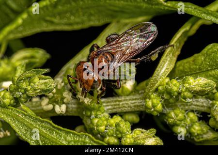 Adult Female Stingless Bee of the Genus Oxytrigona Stock Photo