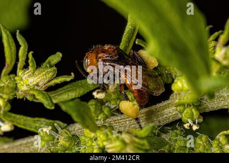 Adult Female Stingless Bee of the Genus Oxytrigona Stock Photo