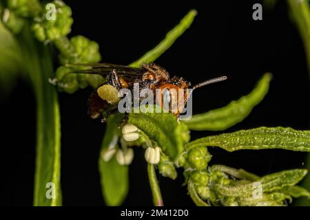 Adult Female Stingless Bee of the Genus Oxytrigona Stock Photo