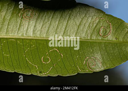 Mombins Tree Leaves of the Genus Spondias with damage by White Flies Insects of the Family Aleyrodidae Stock Photo