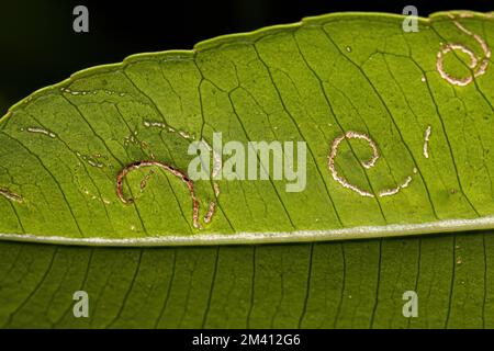 Mombins Tree Leaves of the Genus Spondias with damage by White Flies Insects of the Family Aleyrodidae Stock Photo