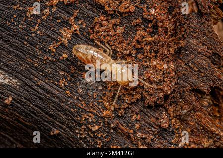 Small Typical Termite Insect of the genus Coptotermes Stock Photo - Alamy