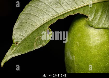 Mombins Tree Leaves of the Genus Spondias with damage by White Flies Insects of the Family Aleyrodidae Stock Photo