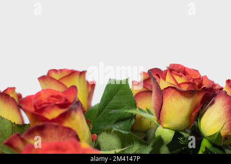 fresh bouquet of roses on white background Stock Photo