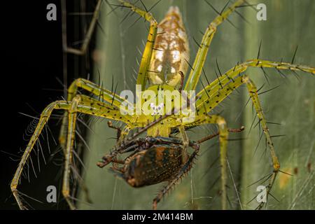 Adult Female Nursery Web Spider of the species Architis spinipes preying on an adult Typical Leafhopper of the Subfamily Coelidiinae Stock Photo