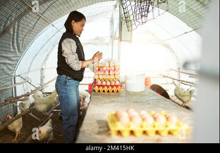 Asian, woman and farm with chicken eggs tray organisation, collection and check for quality assessment. Agriculture, small business and focus of girl Stock Photo