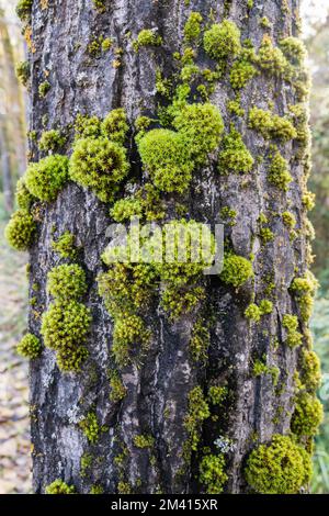 Side-fruited Crisp-moss, Tortella squarrosa, Pleurochaete squarrosa, on a tree barck. Indicator of good habitat. Catalonia, Spain Stock Photo