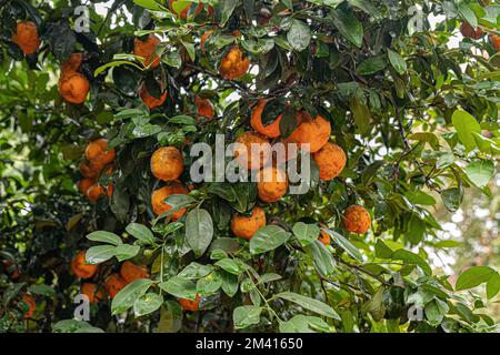Rangpur Fruit Tree of the genus  Citrus Stock Photo