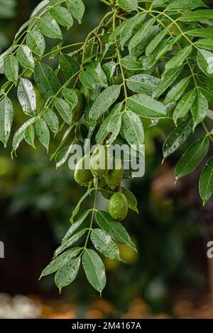 Mombins Tree Fruit of the Genus Spondias Stock Photo